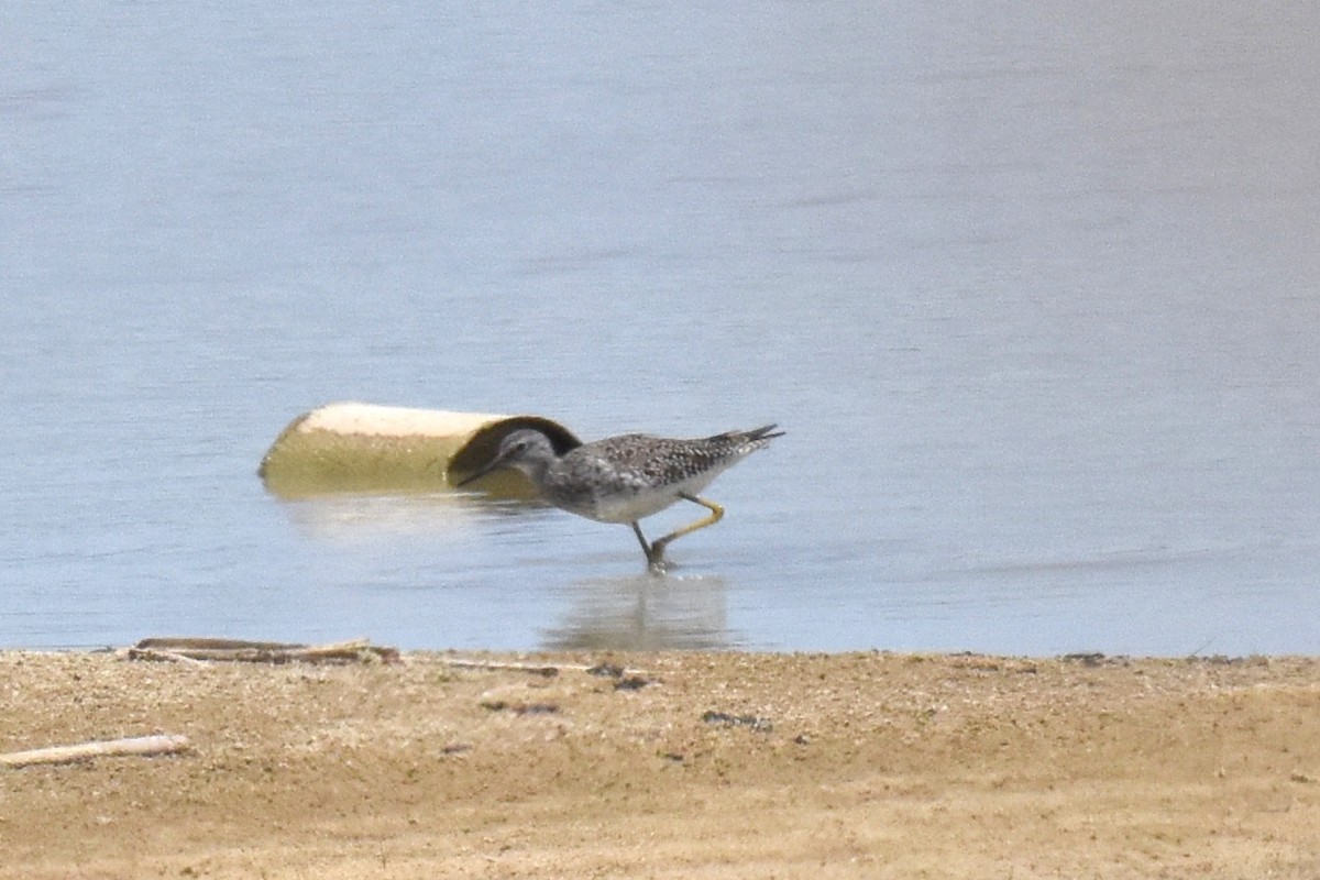 Lesser Yellowlegs - ML619712621