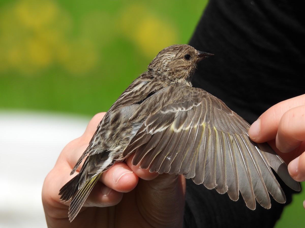 Pine Siskin - Lisette Cote