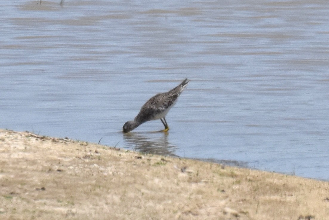 Lesser Yellowlegs - ML619712625