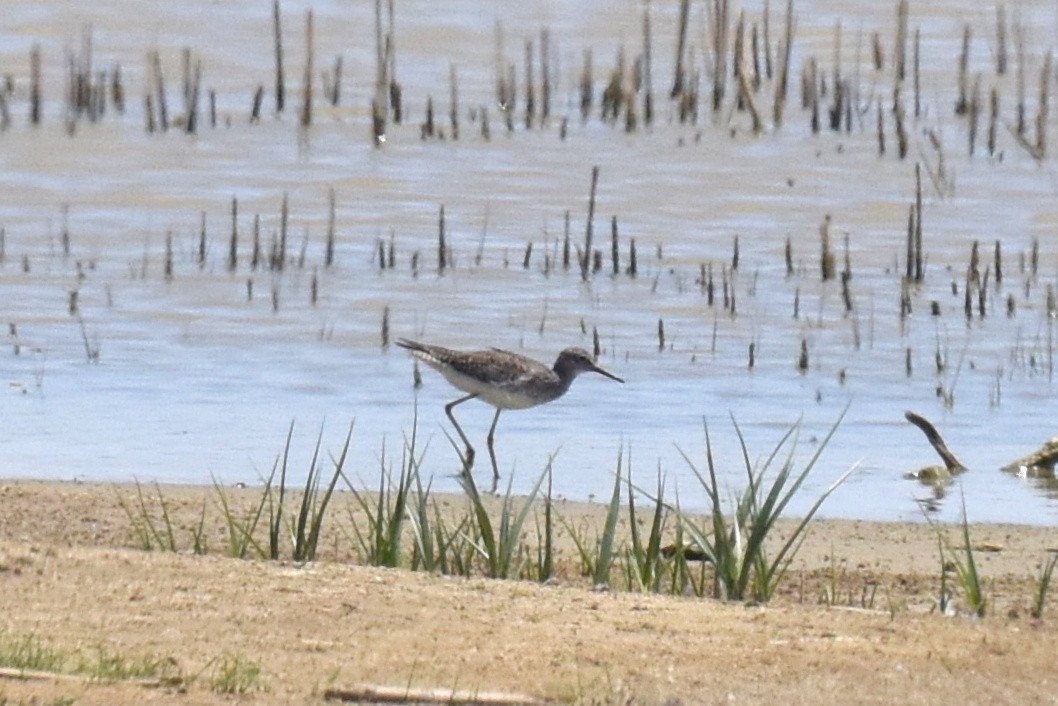 Lesser Yellowlegs - ML619712630