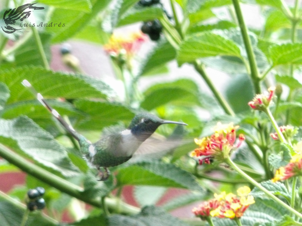 Sparkling-tailed Hummingbird - ML619712649