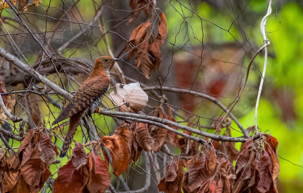 Lesser Cuckoo - ML619712656