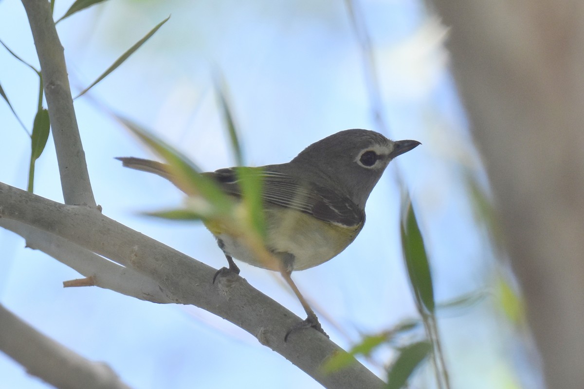 Cassin's/Plumbeous Vireo - ML619712676