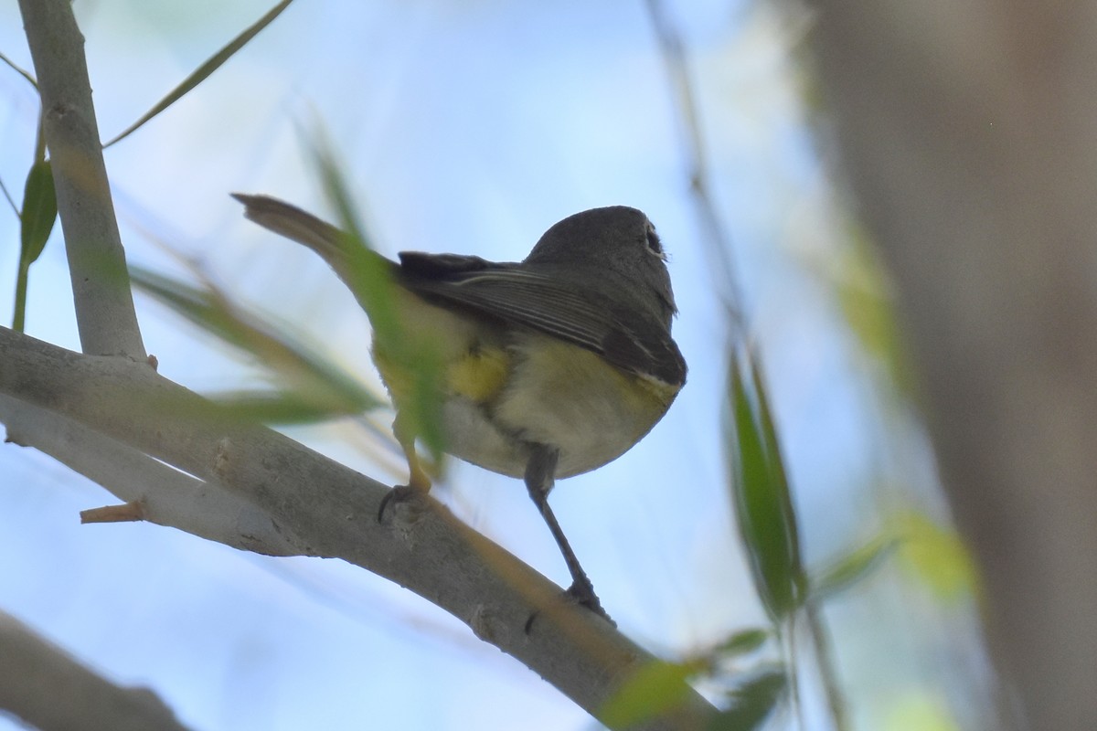 Cassin's/Plumbeous Vireo - ML619712677