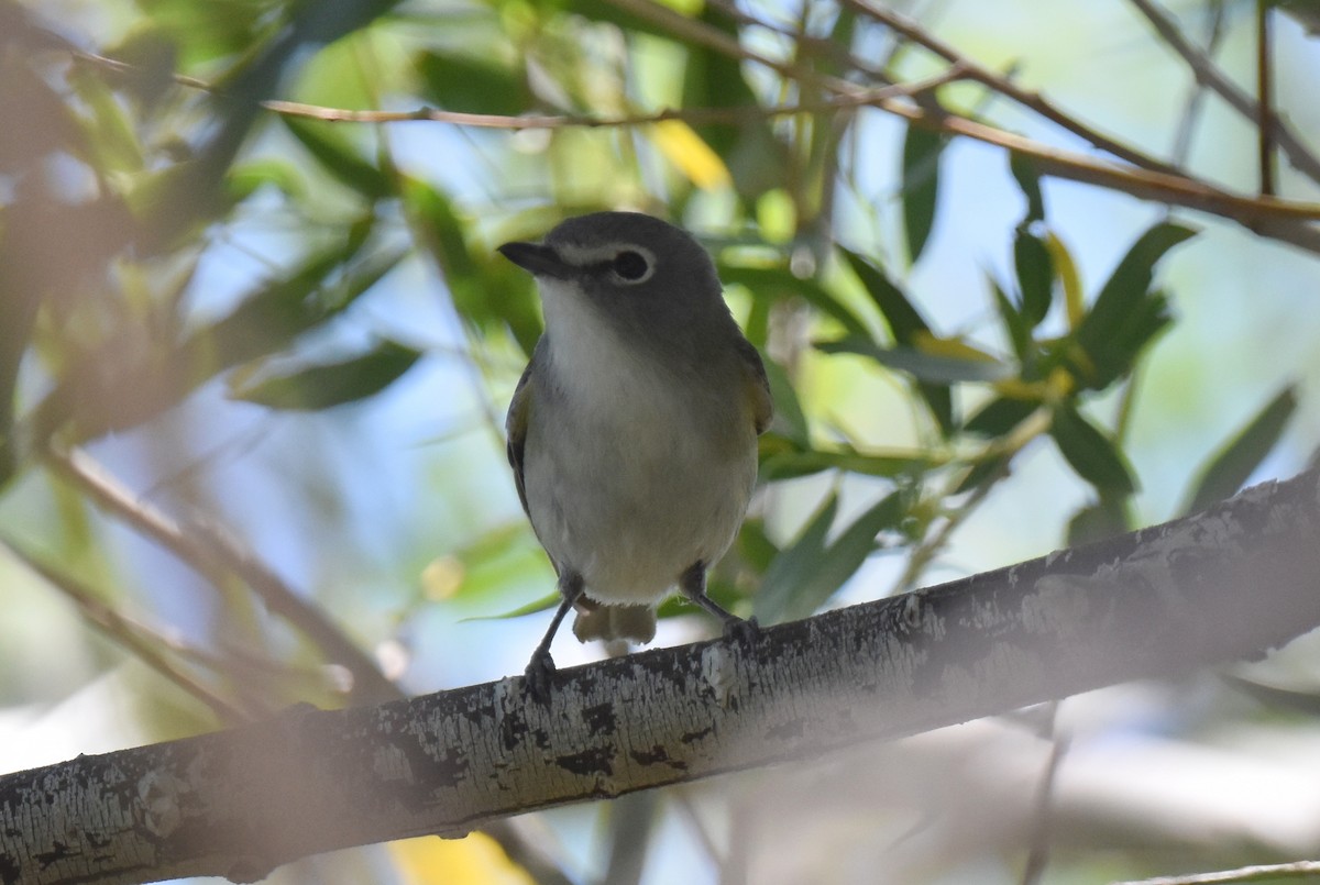 Cassin's/Plumbeous Vireo - ML619712679