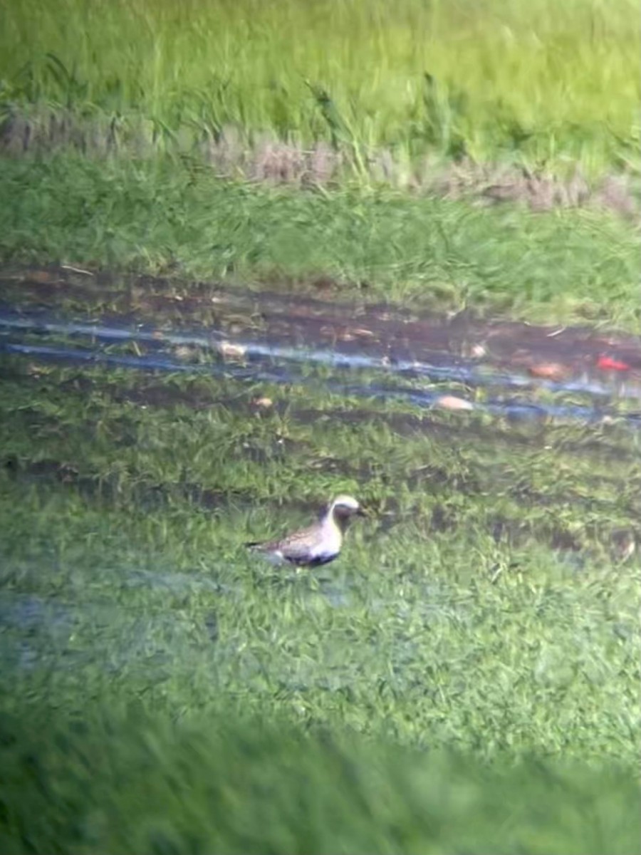 Black-bellied Plover - ML619712695