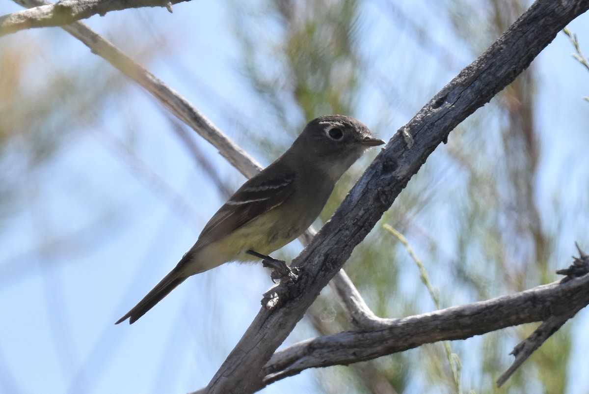 Hammond's Flycatcher - ML619712698