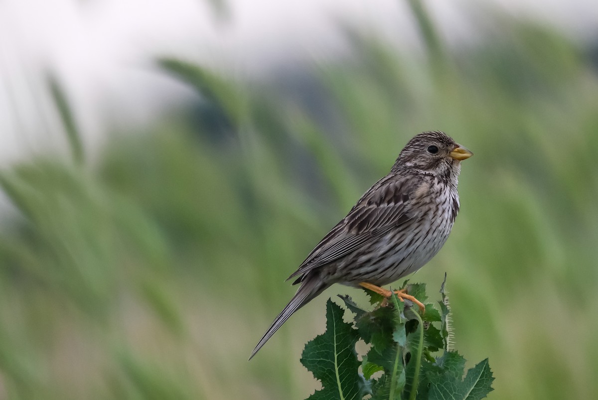 Corn Bunting - ML619712705