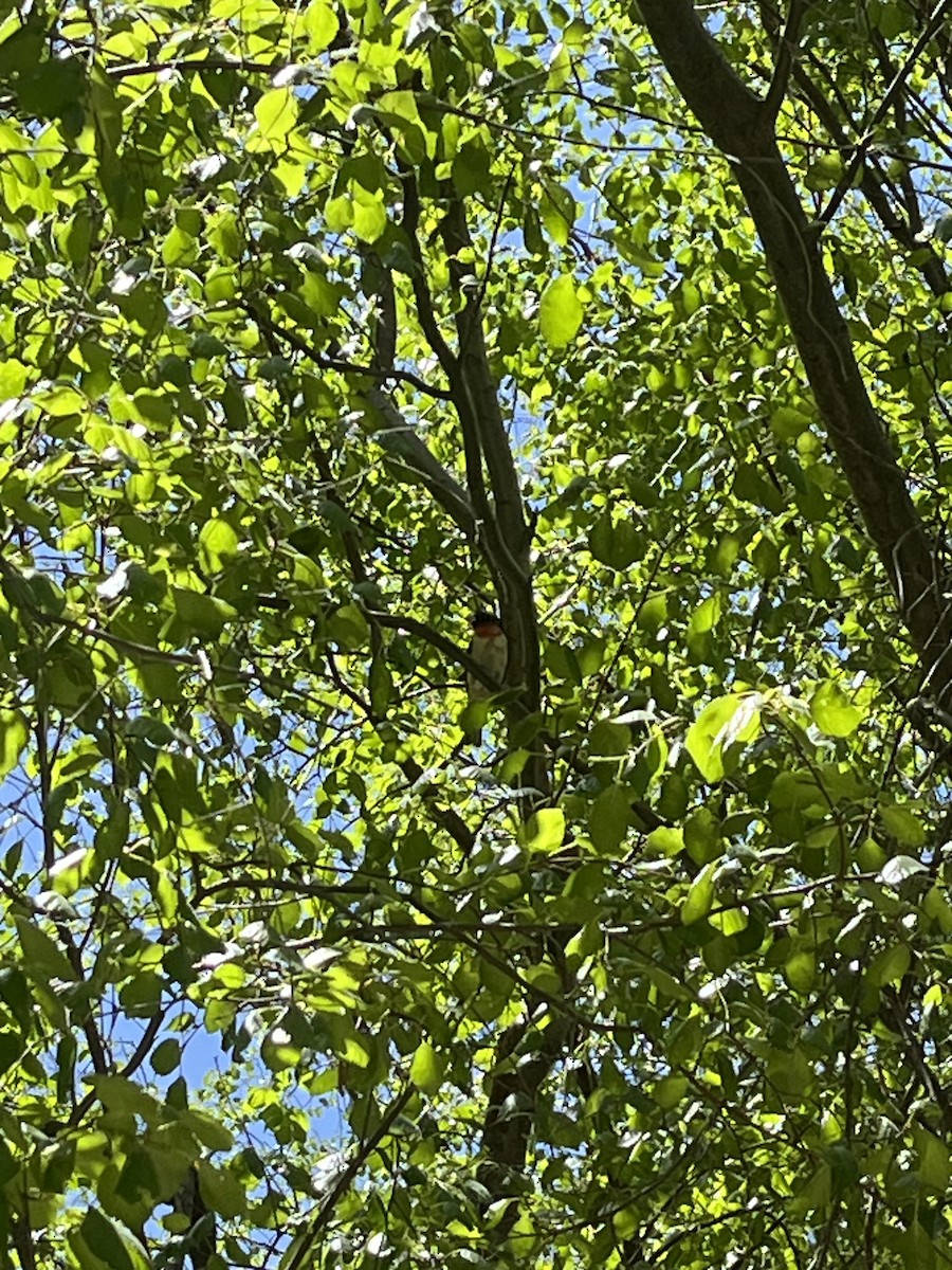 Rose-breasted Grosbeak - ML619712709