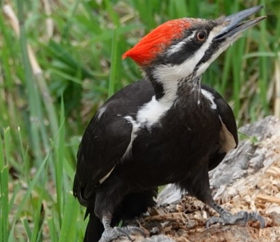 Pileated Woodpecker - ML619712720