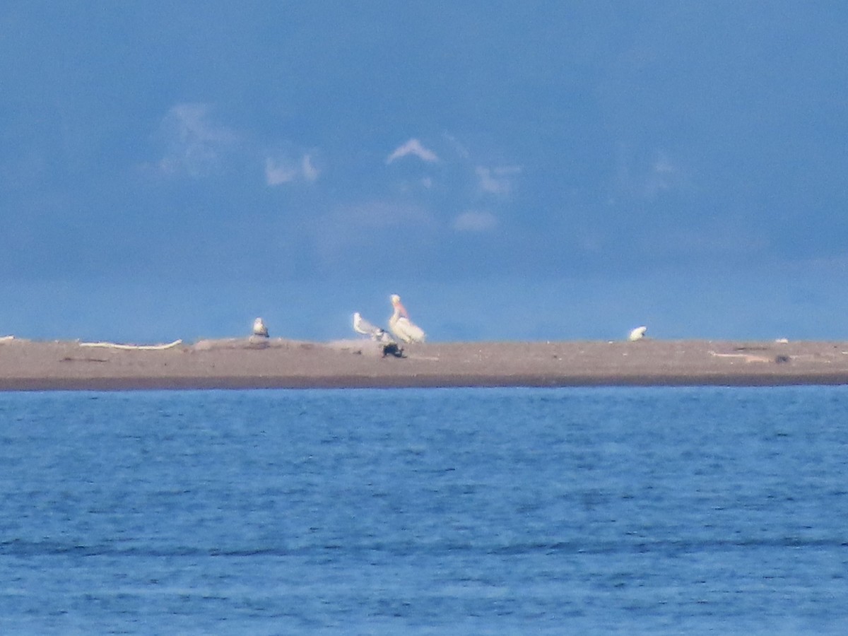 American White Pelican - ML619712722