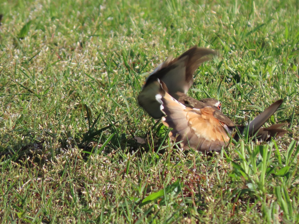 Killdeer - ML619712724