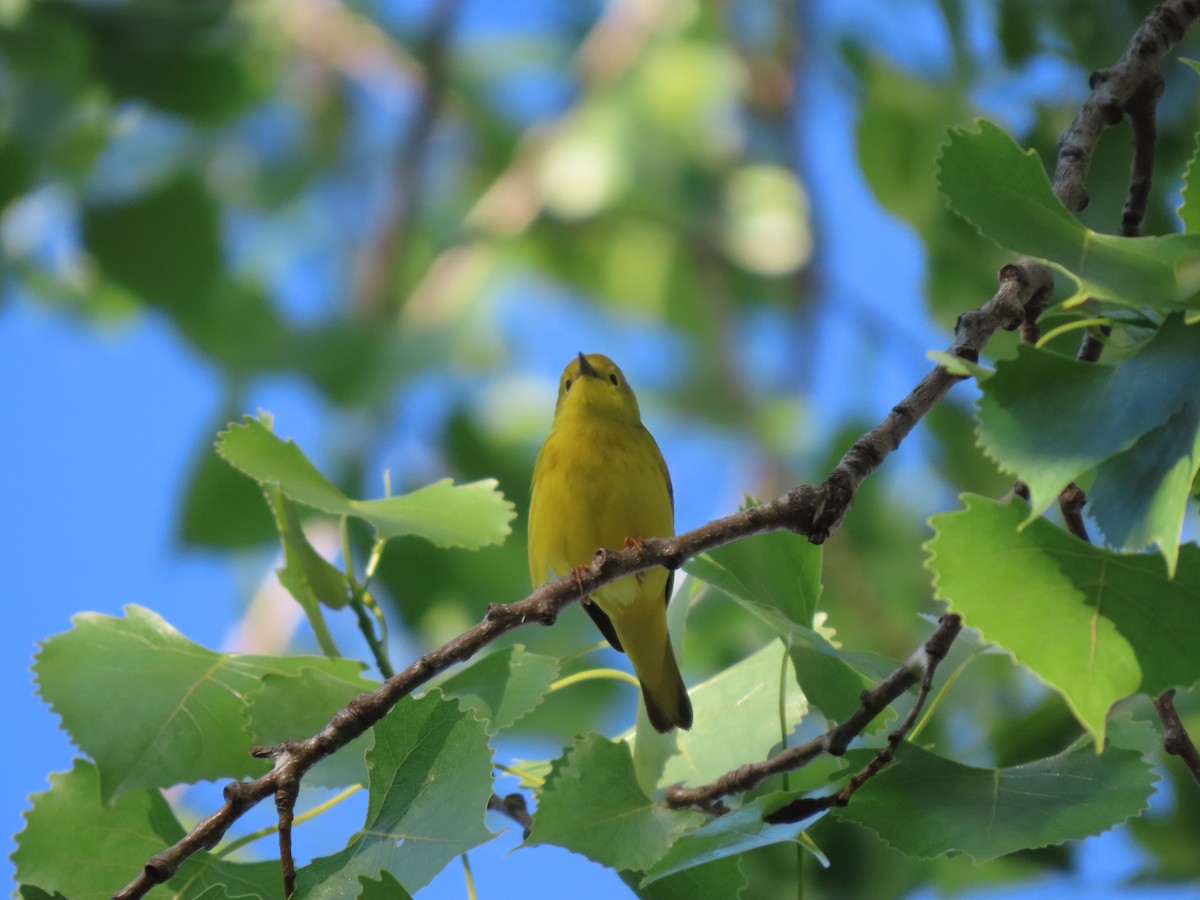 Paruline jaune - ML619712726