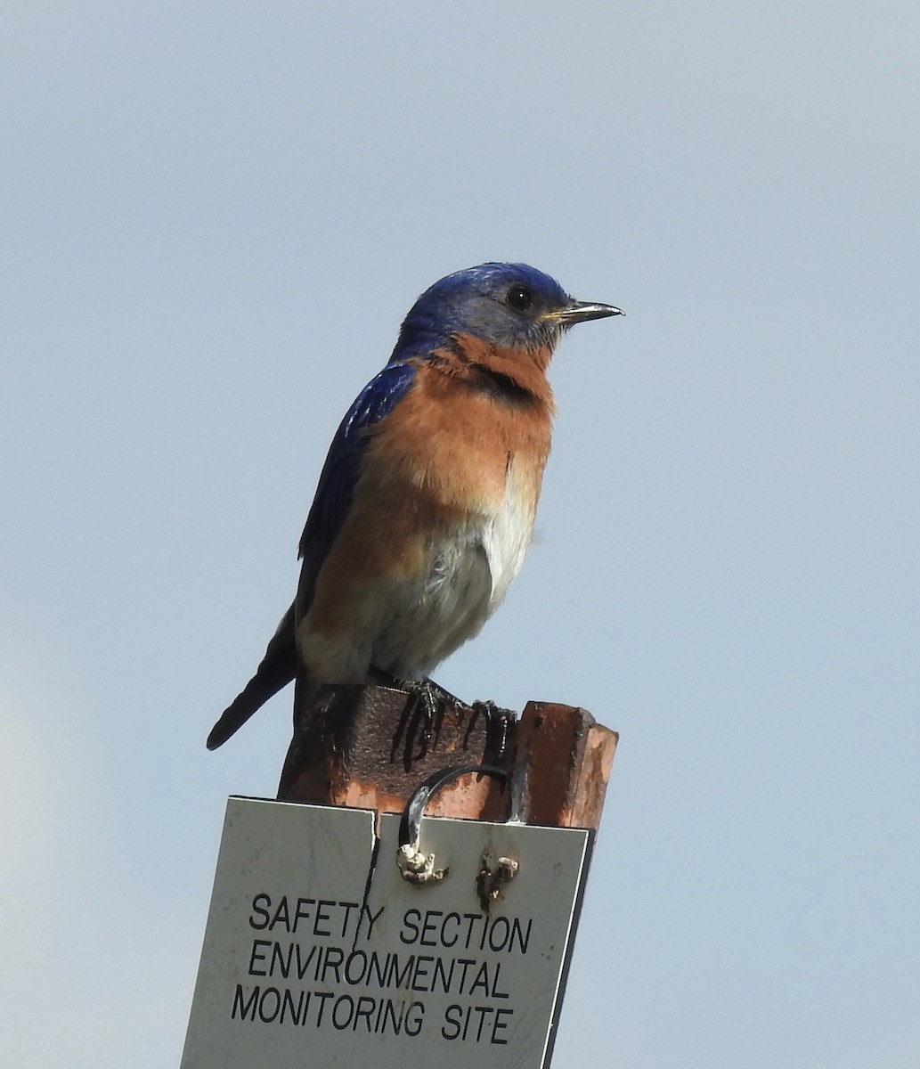 Eastern Bluebird - ML619712736