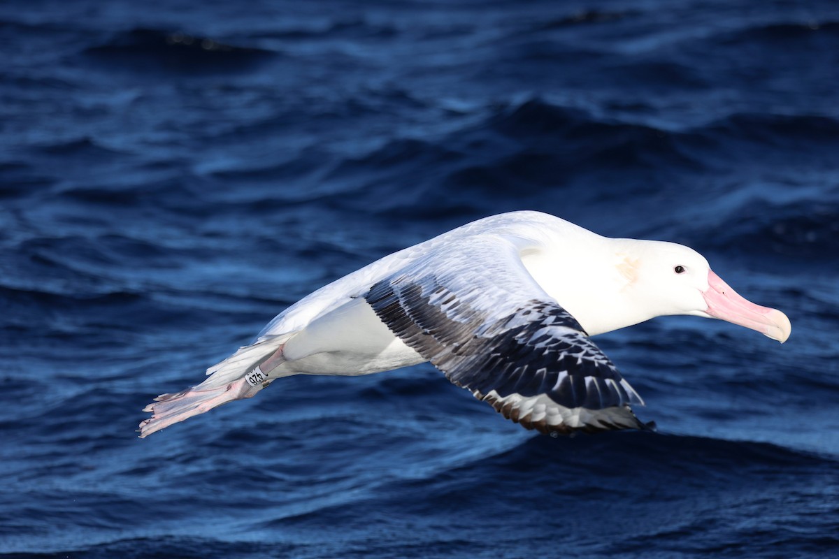 Snowy Albatross - ML619712762