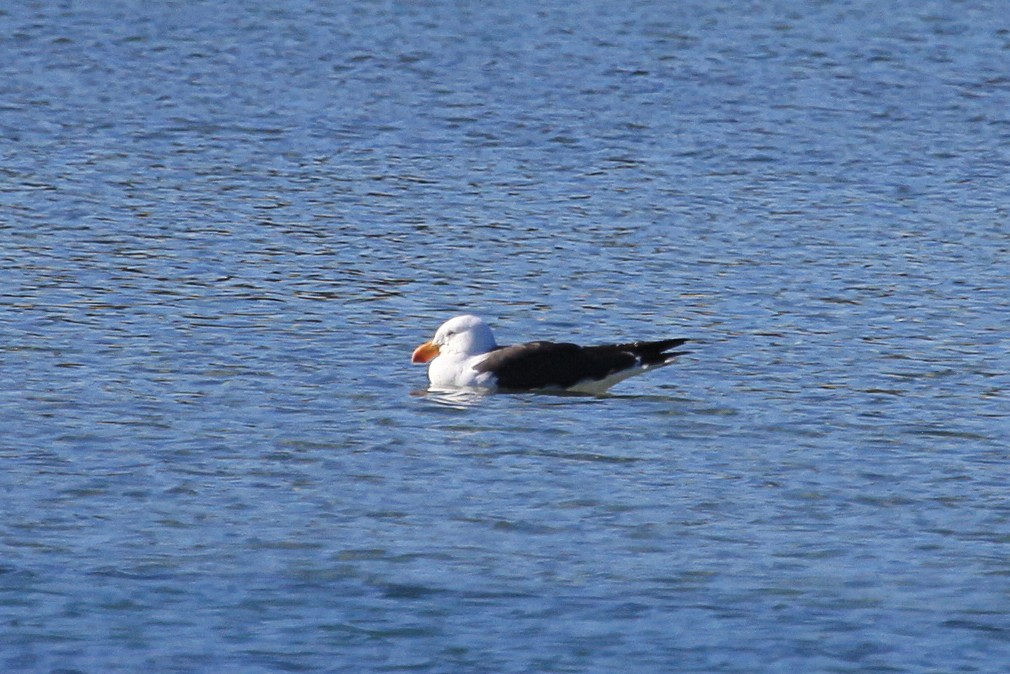 Pacific Gull - ML619712775