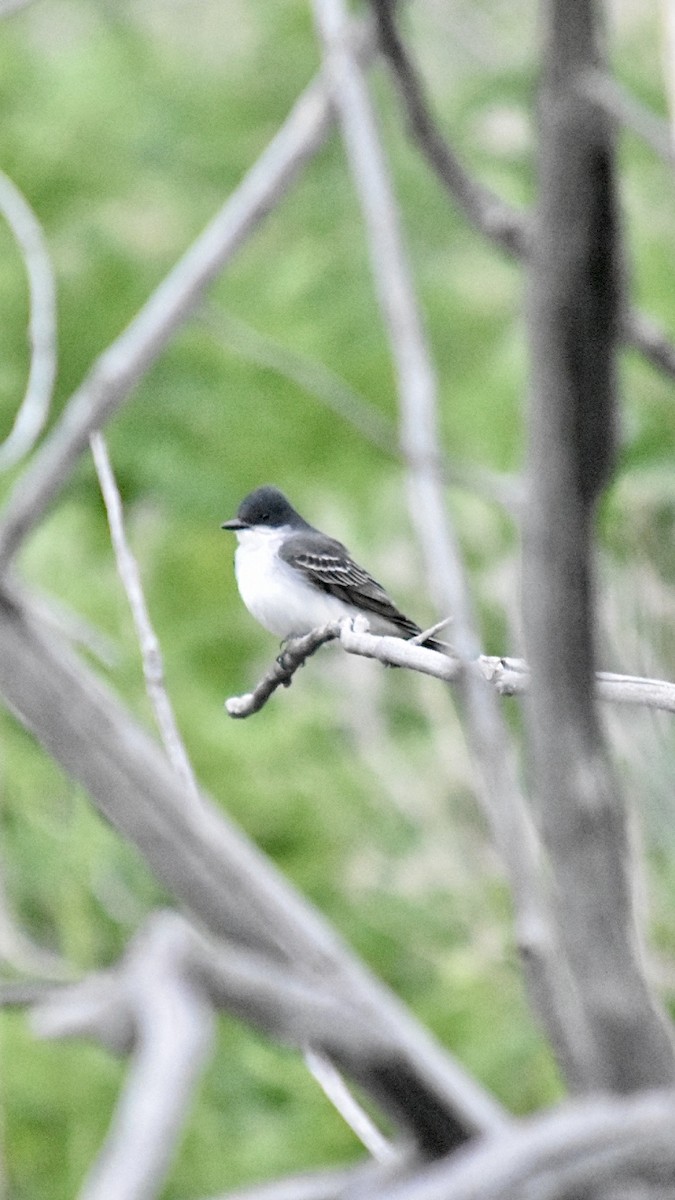 Eastern Kingbird - ML619712780