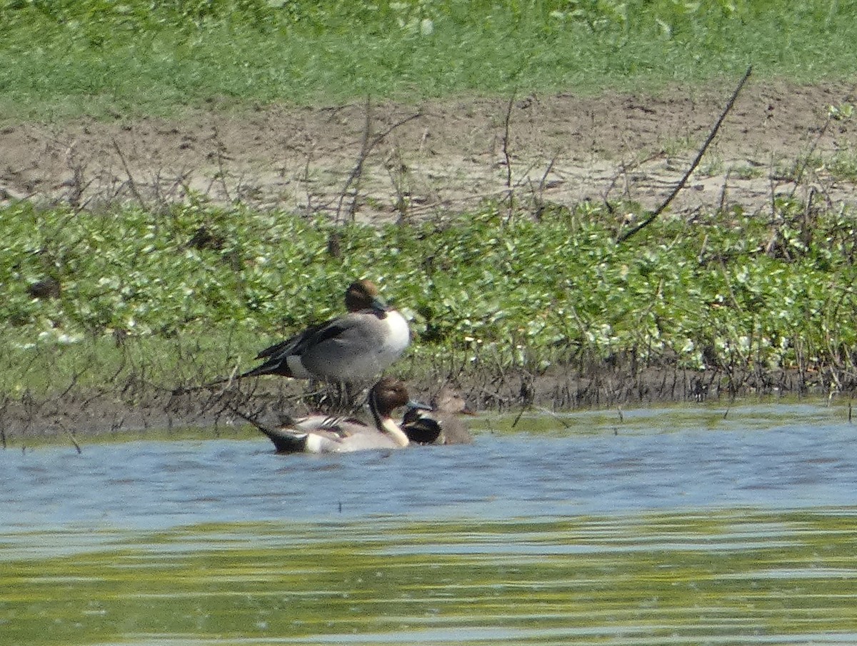 Northern Pintail - ML619712790