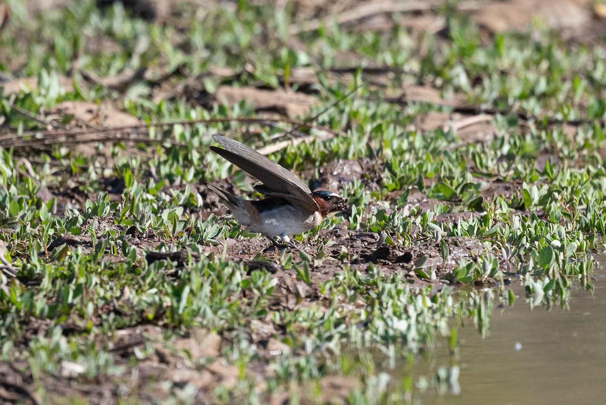 Golondrina Risquera - ML619712797