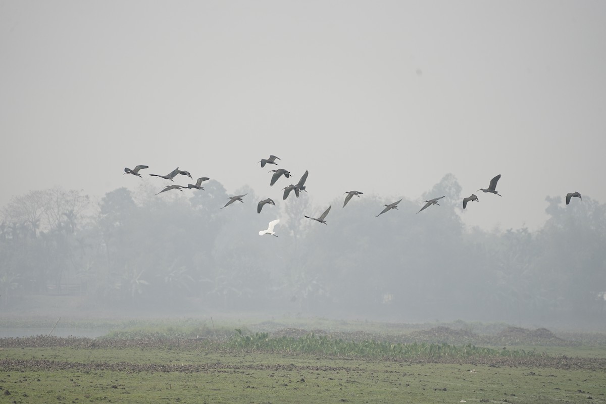 Glossy Ibis - ML619712818