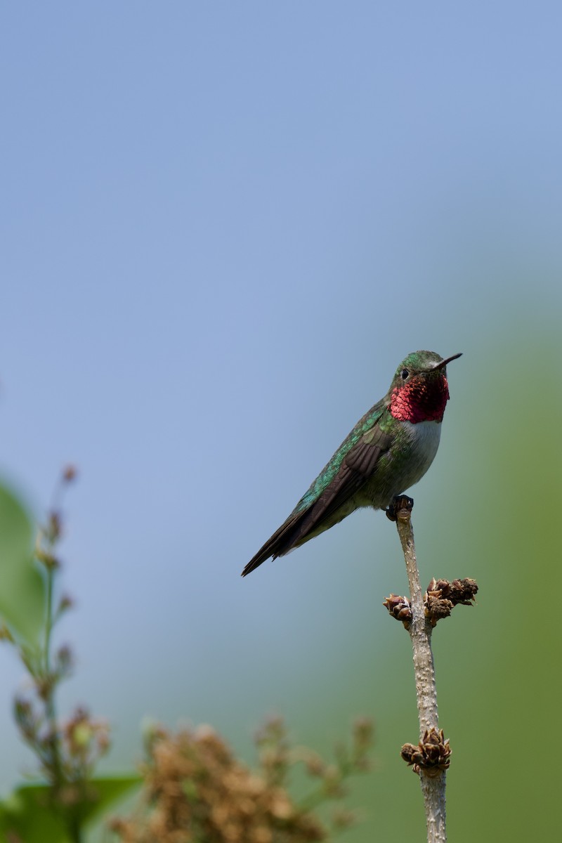 Broad-tailed Hummingbird - ML619712831