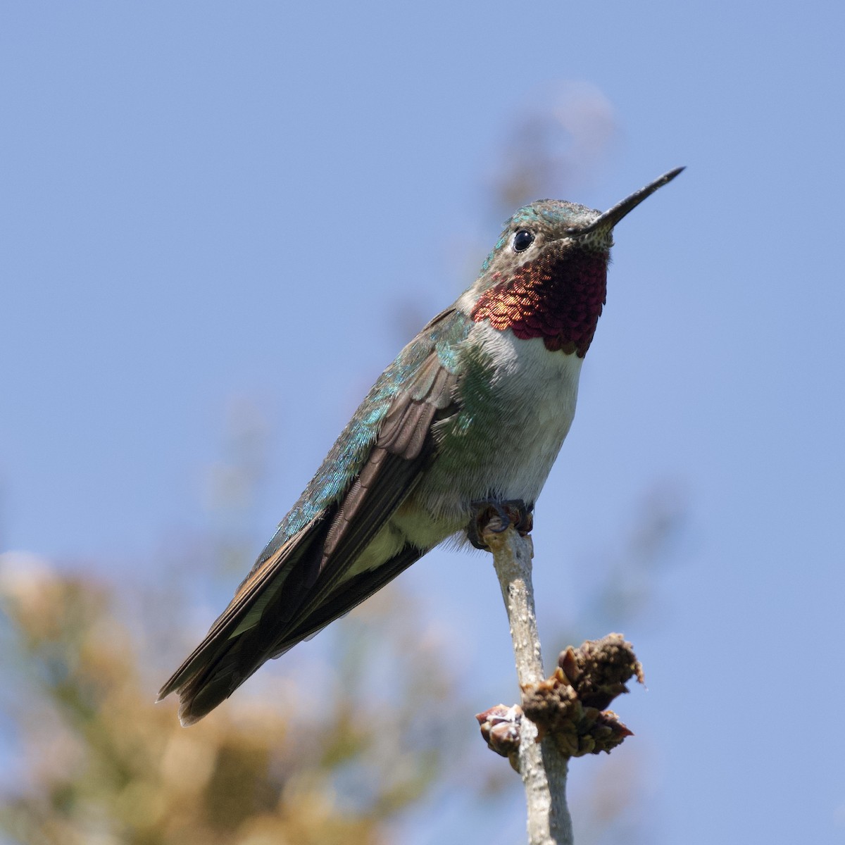 Broad-tailed Hummingbird - ML619712832