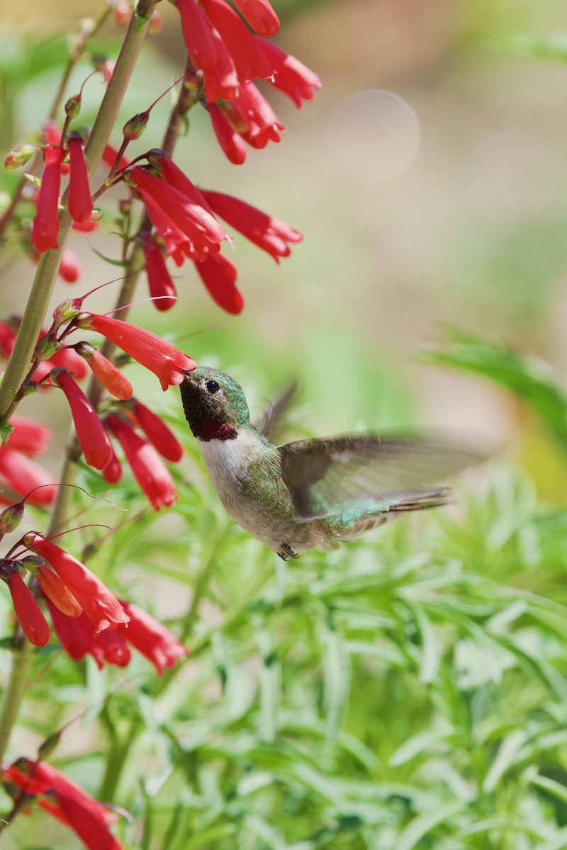 Broad-tailed Hummingbird - ML619712833