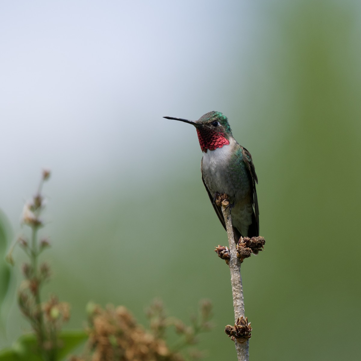 Broad-tailed Hummingbird - ML619712834