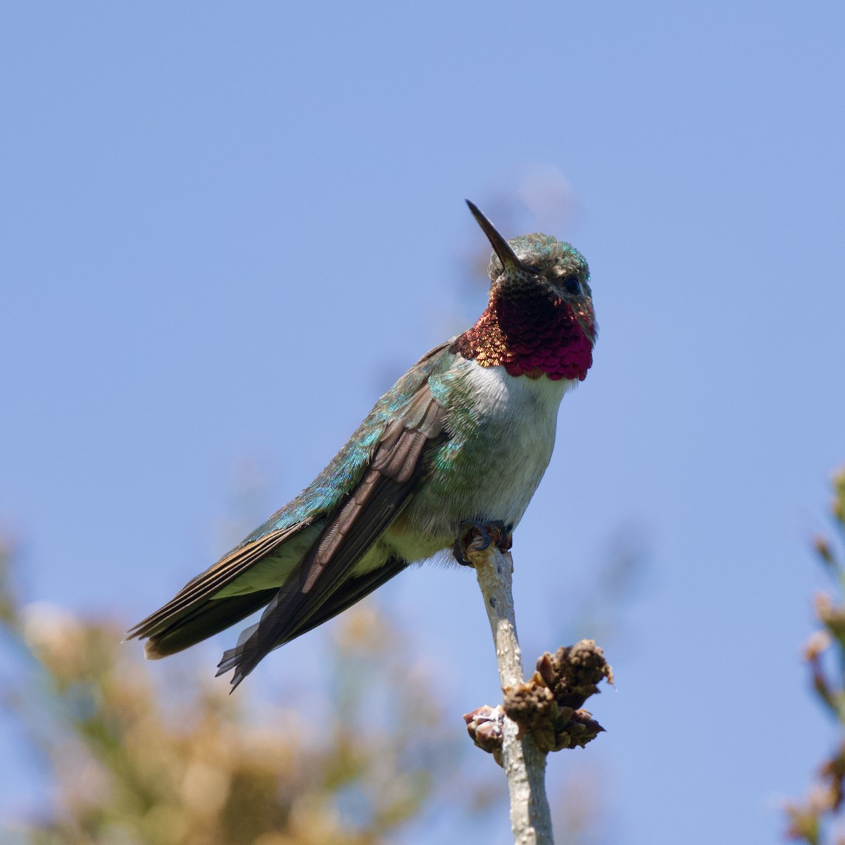 Broad-tailed Hummingbird - Félix Cloutier