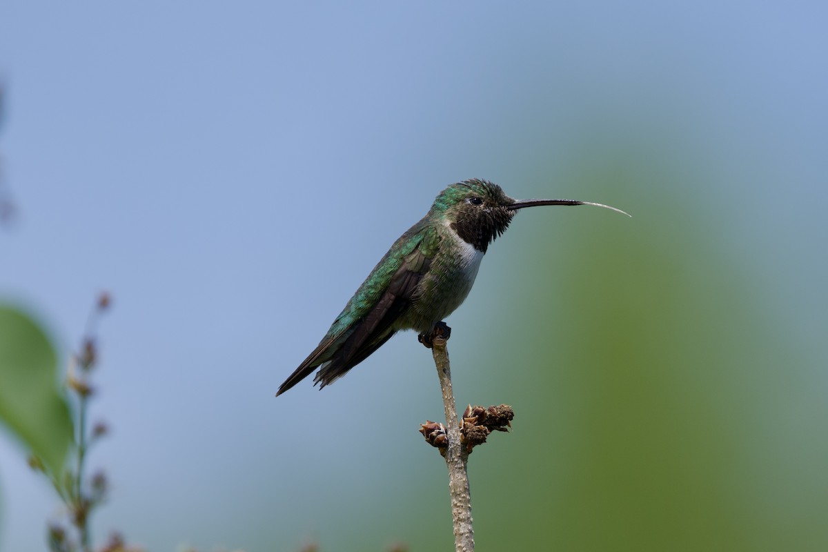Broad-tailed Hummingbird - ML619712836