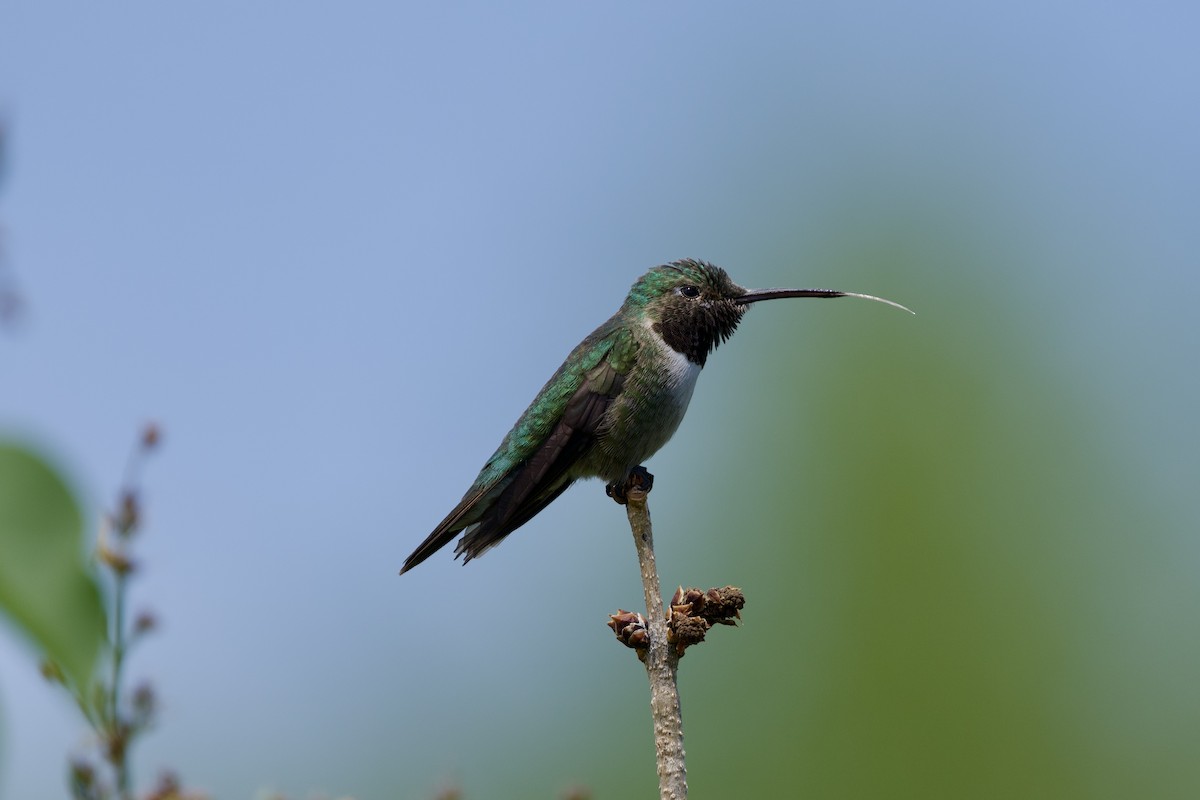 Geniş Kuyruklu Kolibri - ML619712836