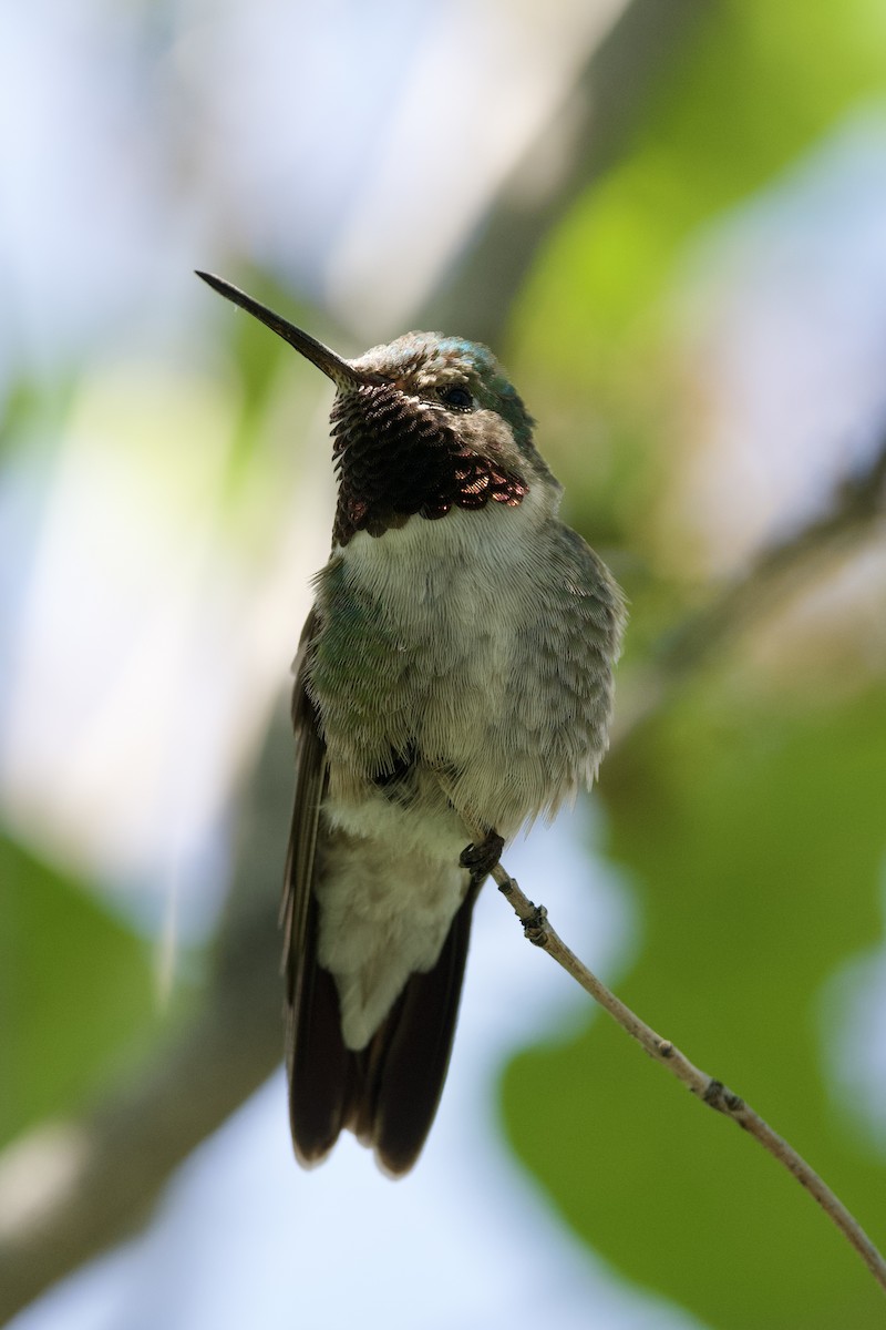 Broad-tailed Hummingbird - ML619712837