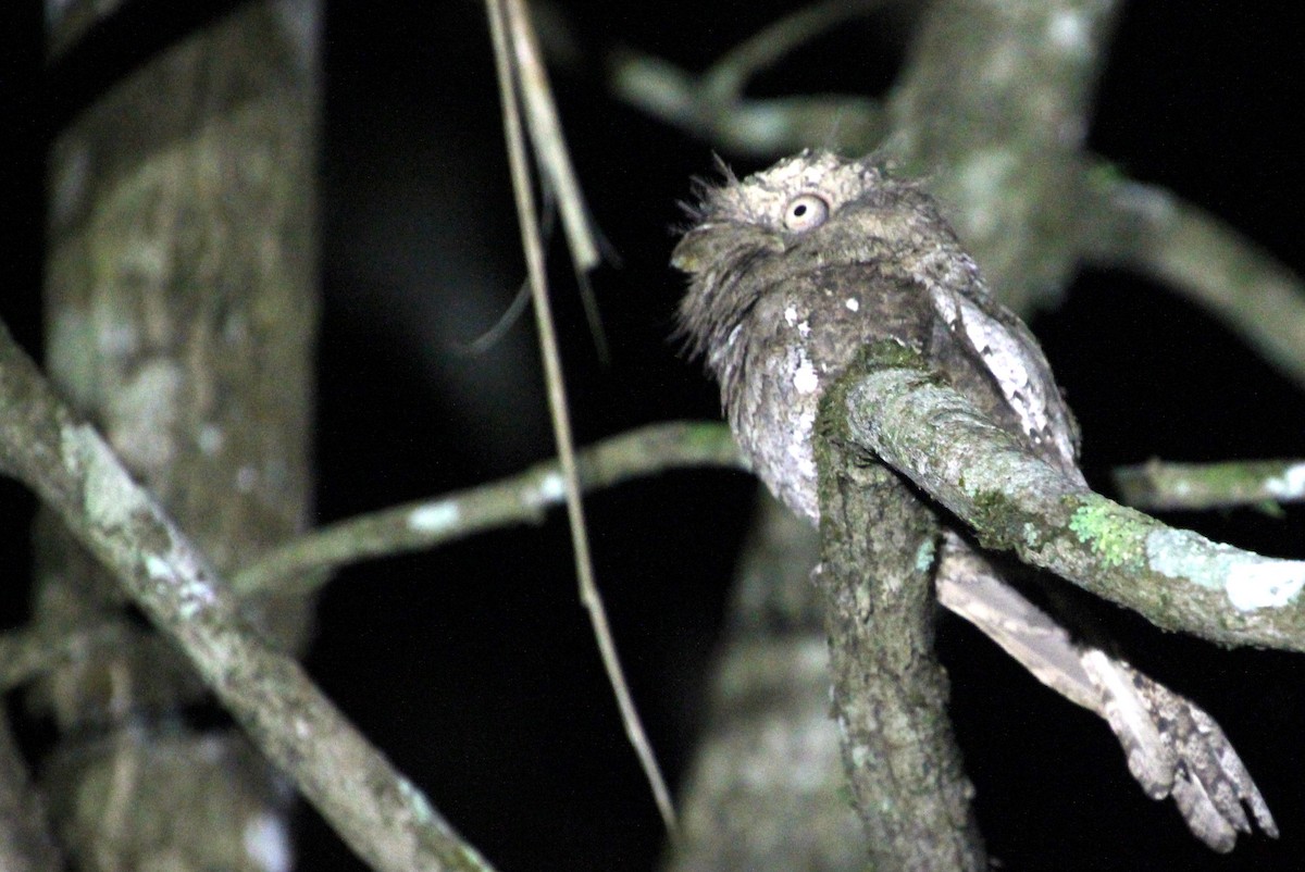 Sri Lanka Frogmouth - ML619712855