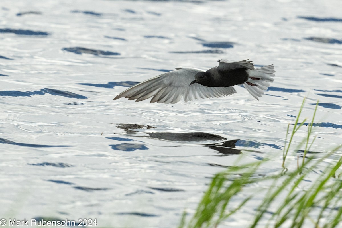 Black Tern - ML619712856