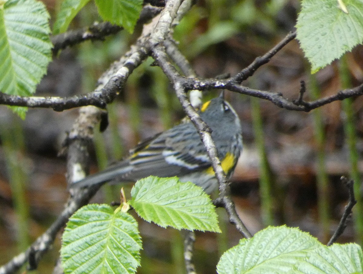 Yellow-rumped Warbler - ML619712866