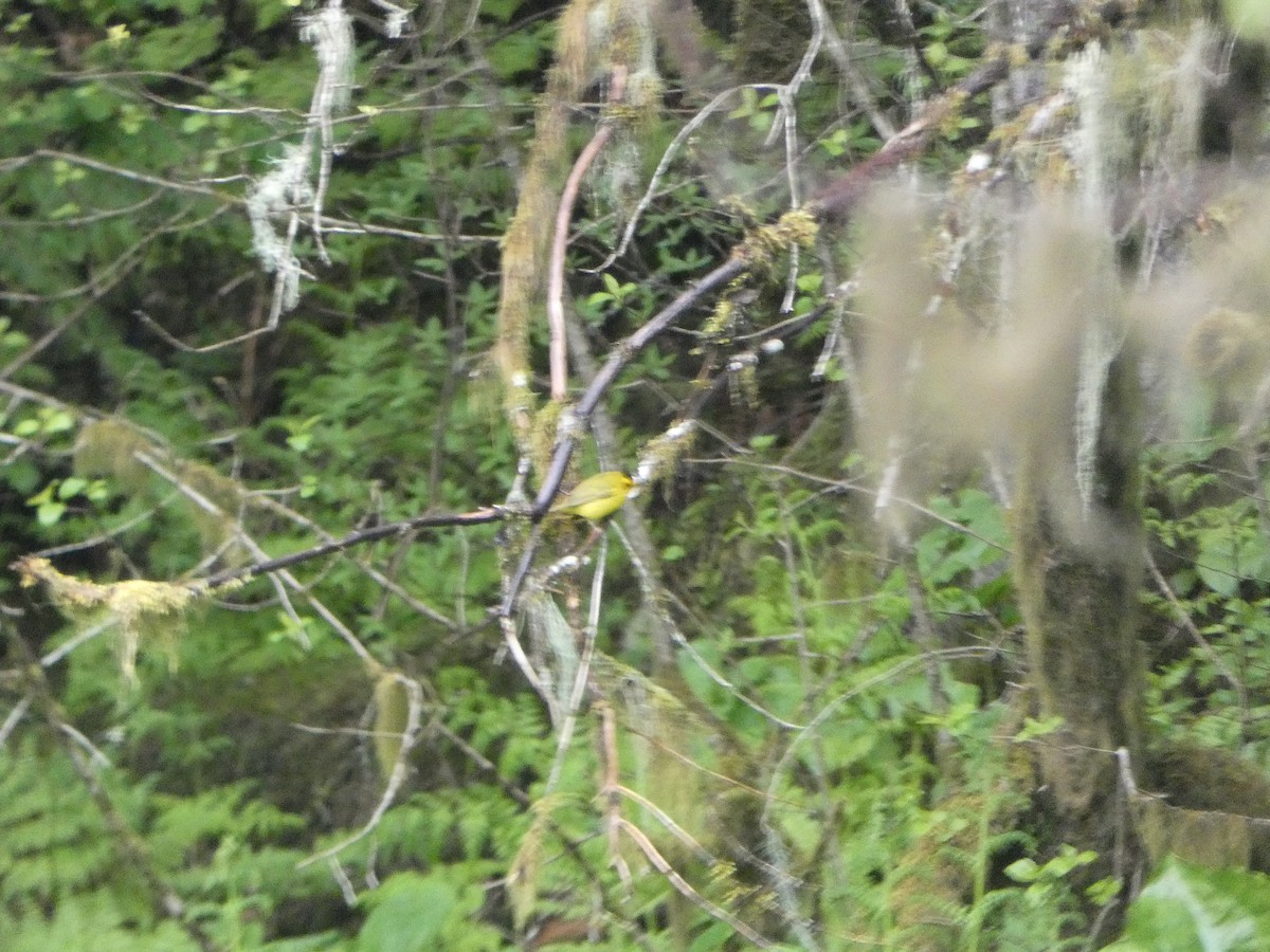 Wilson's Warbler - Tammy Thompson