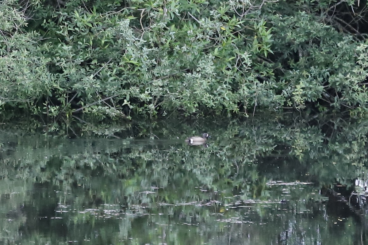 Blue-winged Teal - ML619712881