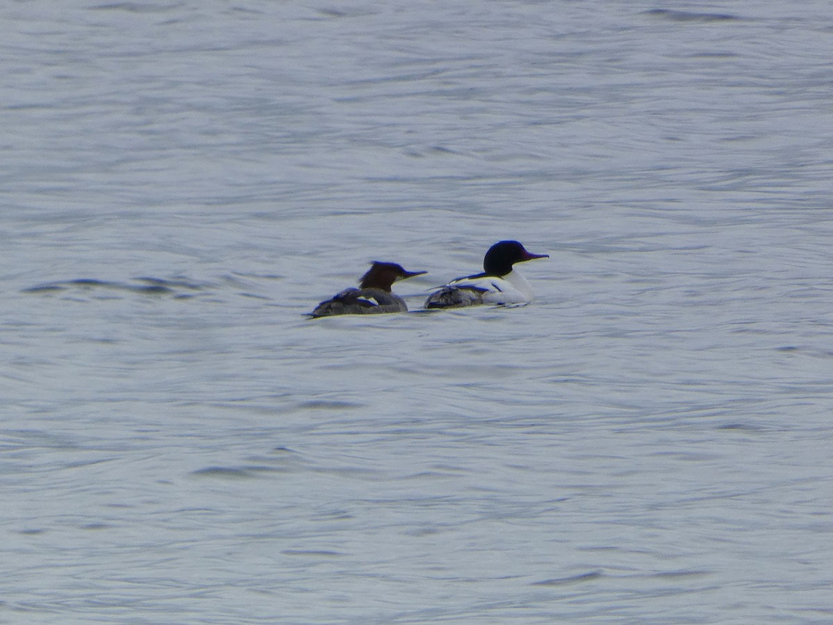 Common Merganser - ML619712885