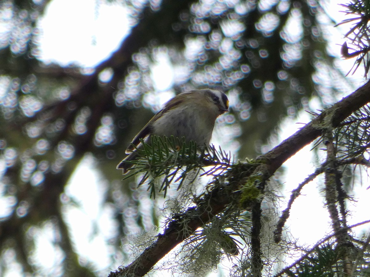 Roitelet à couronne dorée - ML619712905