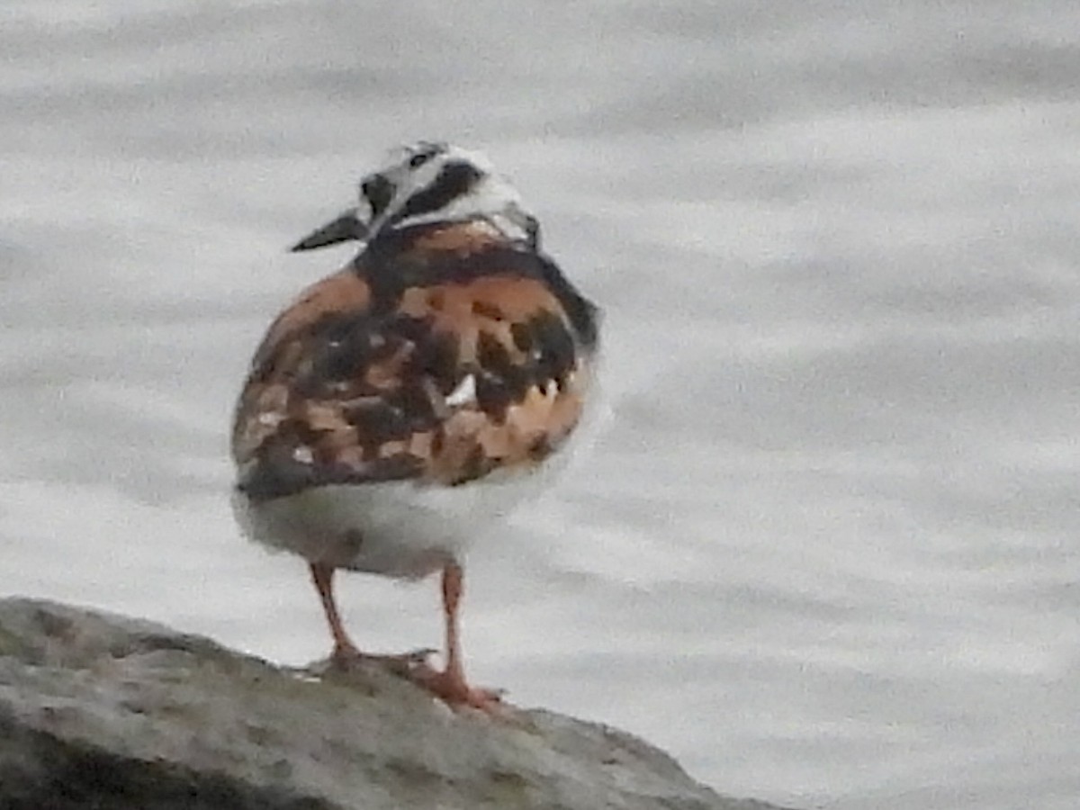 Ruddy Turnstone - ML619712909