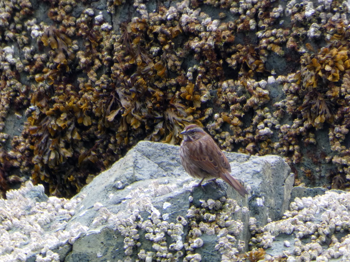 Song Sparrow - ML619712918