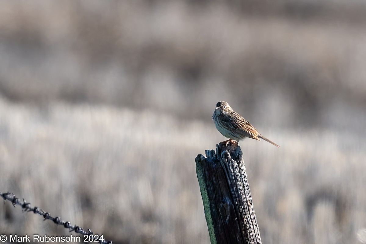 Vesper Sparrow - ML619712920