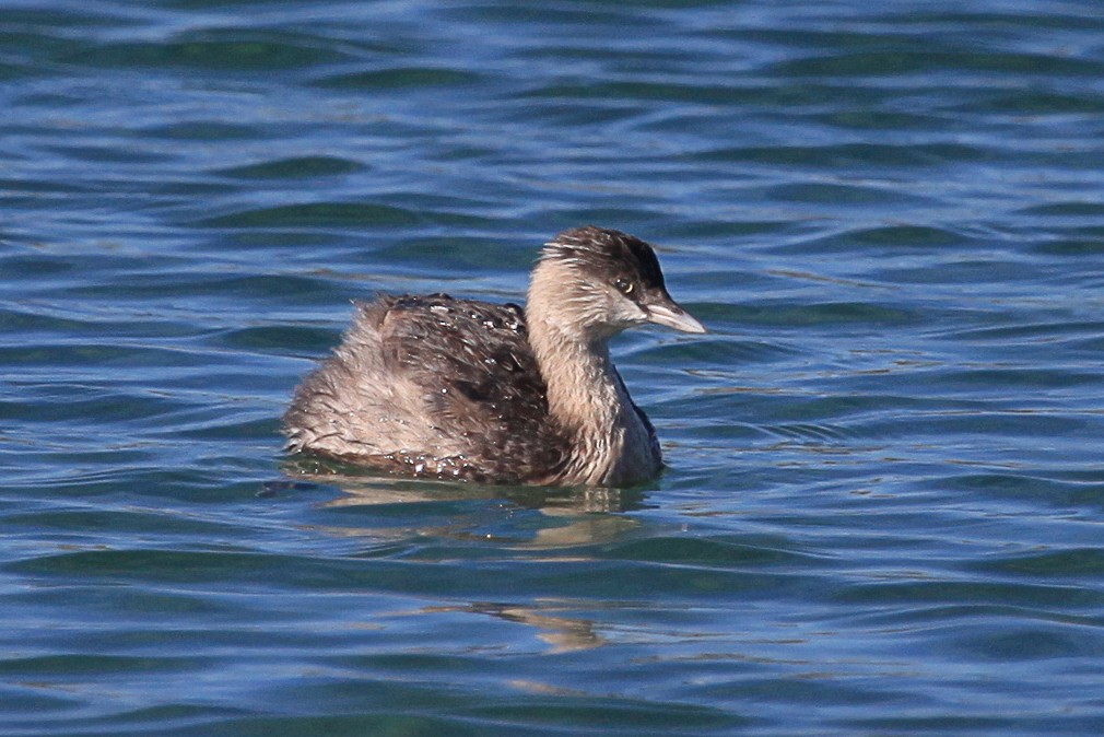 Hoary-headed Grebe - ML619712926