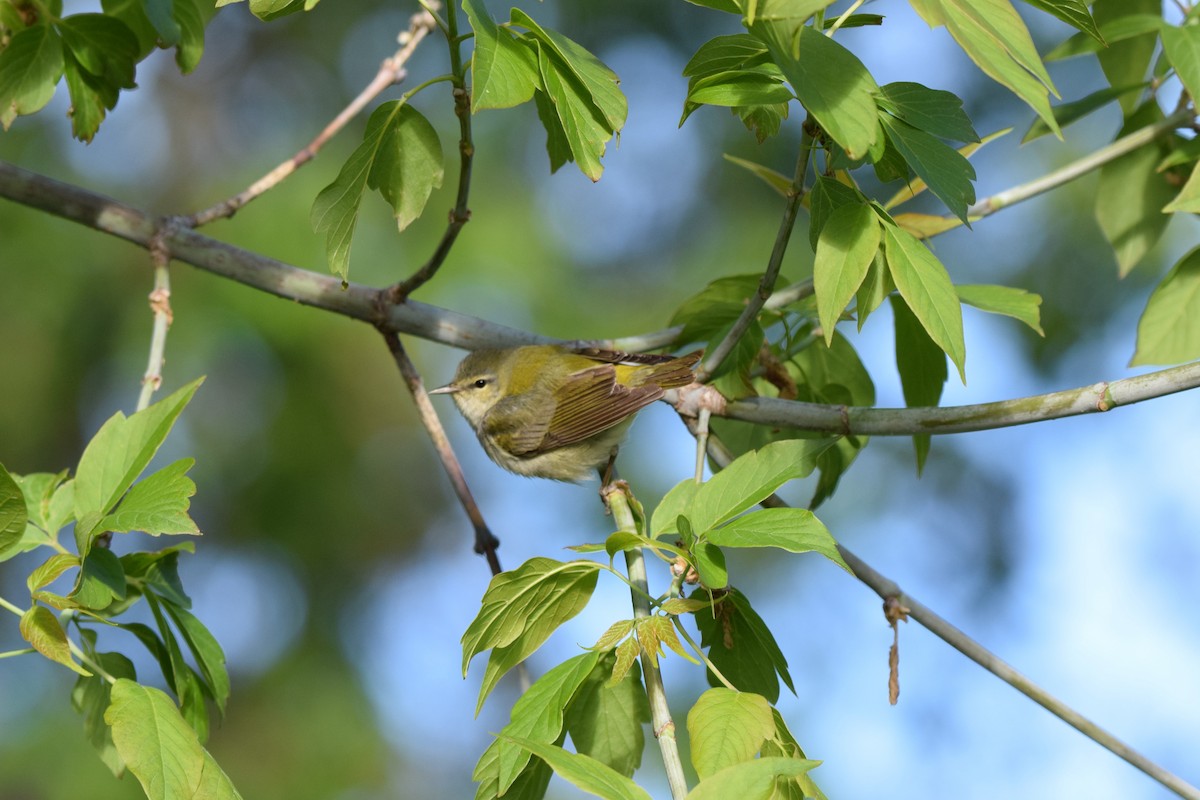 Tennessee Warbler - ML619712929