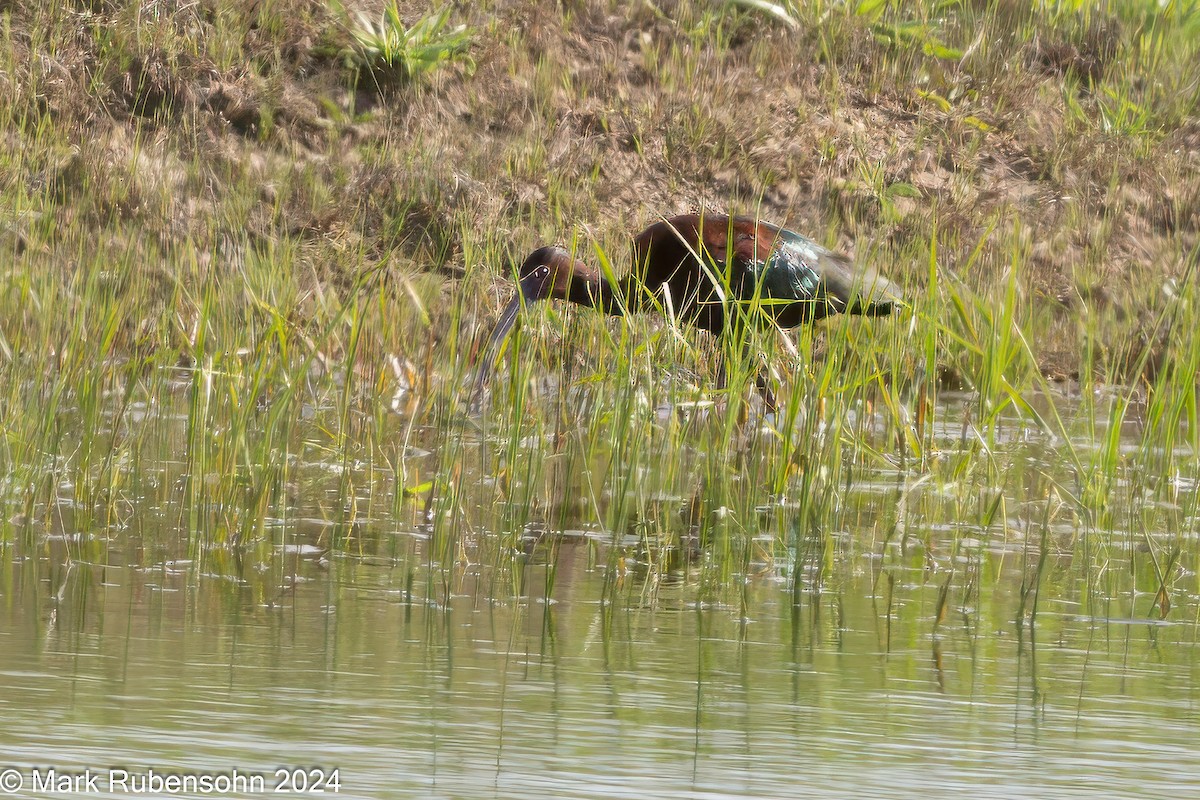 White-faced Ibis - ML619712987