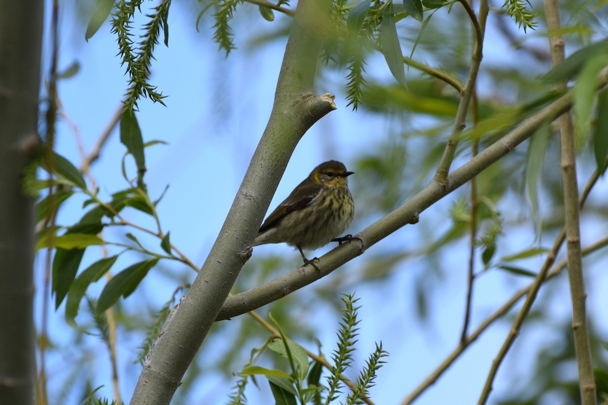 Cape May Warbler - ML619713005