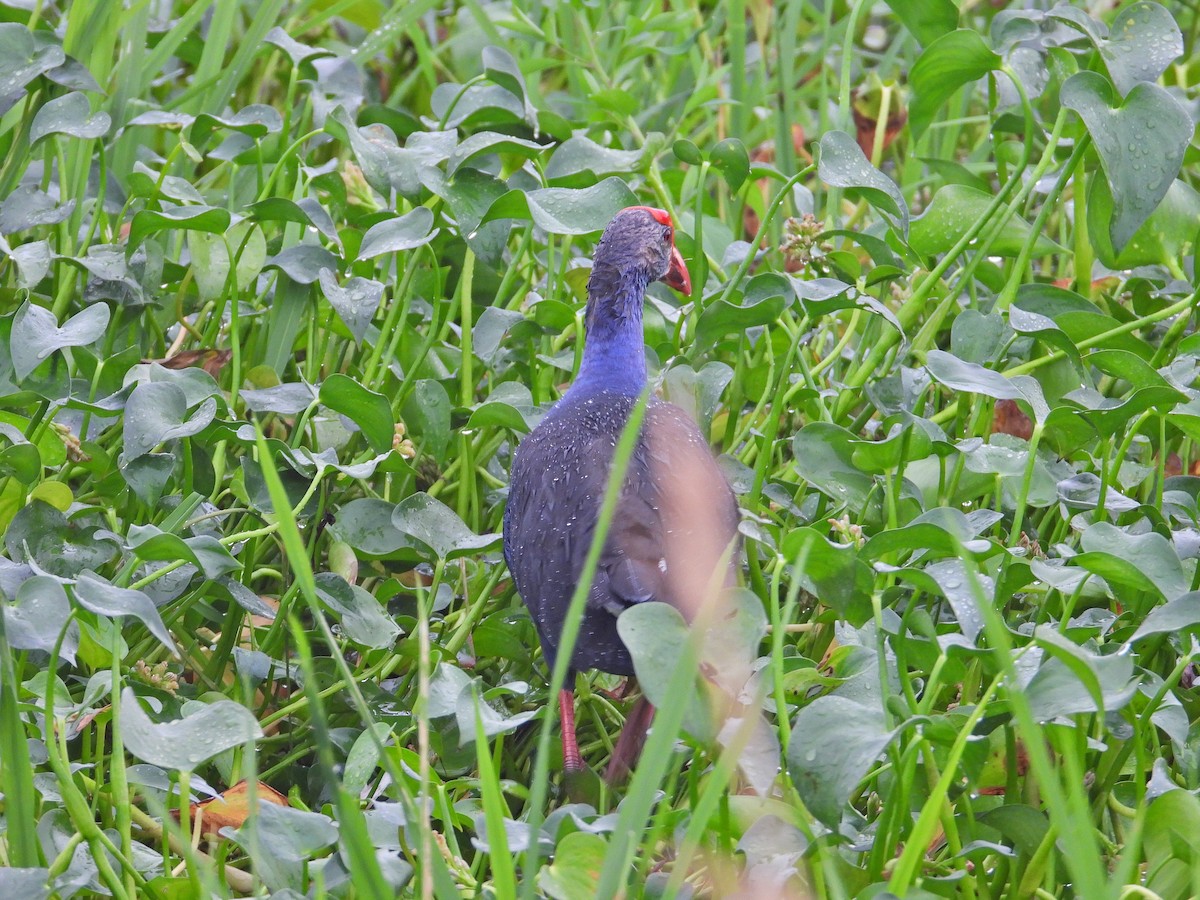灰頭紫水雞 - ML619713009