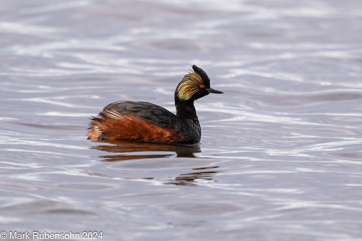 Eared Grebe - ML619713019