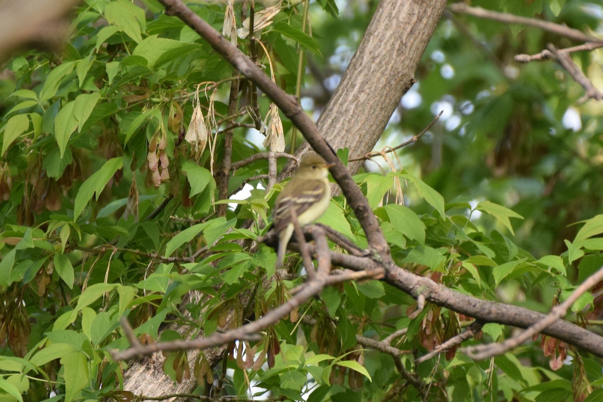 Yellow-bellied Flycatcher - ML619713027