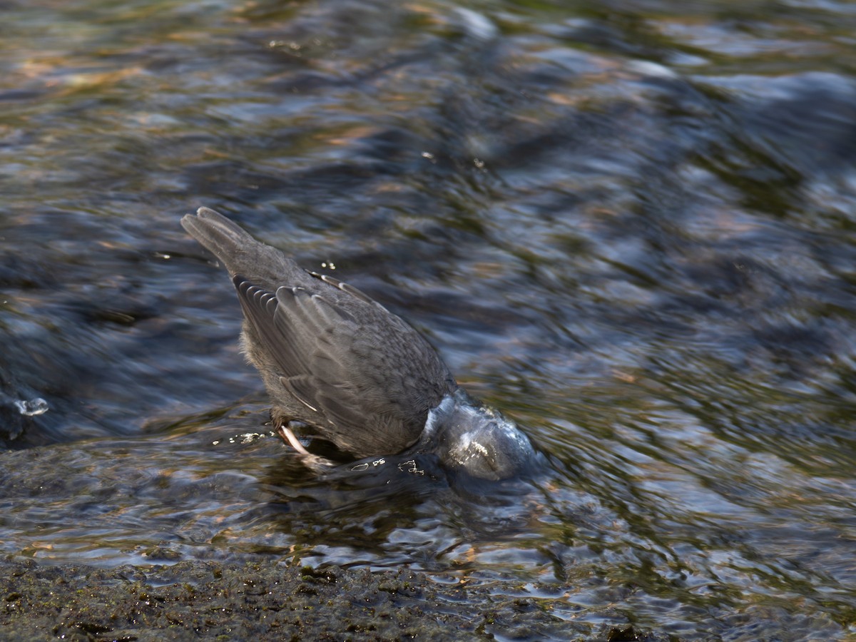 American Dipper - ML619713031